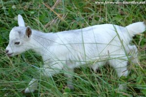 LANA des Tourelles - chevrette miniature