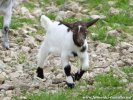 MAMBO des Tourelles - chevreau nain motte