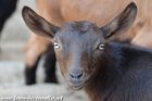 ONDINE des Tourelles - chèvre miniature motte aux yeux bleus
