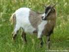 FAUVETTE - chèvre miniature des Tourelles