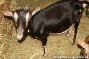 NATILIA - chèvre miniature marbré à la Ferme des Tourelles