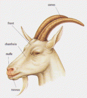 Morphologie tête