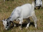 JOHANNA - chèvre extra-naine des Tourelles
