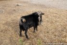 P'TIT PRINCE - bouc miniature des Tourelles