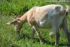 JILIADE - chèvre naine des Tourelles JILIADE - chèvre naine des Tourelles