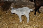 LOUSTIC des Tourelles - chevreau miniature