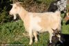 JISABELLE des Tourelles - chèvre semi-naine