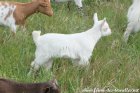 PIMKY des Tourelles - chevrette miniature aux yeux bleus, semi-angora possible