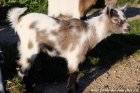 NARVA des Tourelles - chèvre miniature, extra-naine
