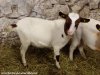LENNA - chèvre naine des Tourelles