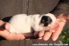 Femelle 1 des Tourelles - chienne Border Collie non LOF noire & blanche