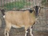 CHIPIE - chèvre miniature des Tourelles