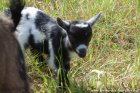 NINET des Tourelles - chevreau miniature / toy