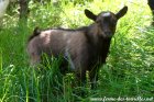 POUSSINET des Tourelles - bouc miniature motte