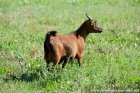 IRINE - chèvre miniature des Tourelles