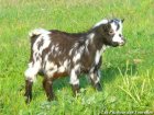 INCA - bouc miniature