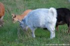 LAÏKA des Tourelles - chèvre miniature motte