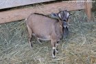 CANELLE - chèvre naine des Tourelles
