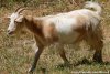 JISABELLE des Tourelles - chèvre semi-naine