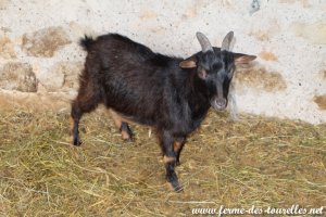 MALOW des Tourelles - bouc miniature en pleine mue de son poil