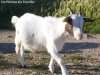 GAUFRETTE - chèvre miniature des Tourelles