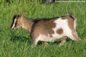 MELODY des Tourelles - chèvre miniature