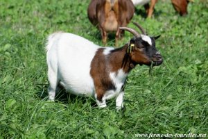 FANTINETTE - chèvre toy des Tourelles