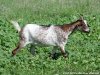 IBIZA - chèvre semi-naine des Tourelles