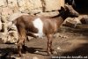 MAÏNA des Tourelles - chèvre miniature