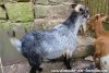 TEXAS - bouc miniature