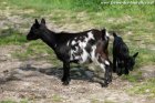 LOUVA - chèvre miniature des Tourelles