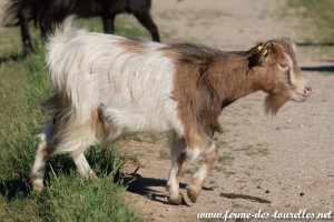 LASSIE des Tourelles - chèvre miniature extra-toy à poils mi-longs