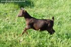 JULIANA - chèvre miniature des Tourelles