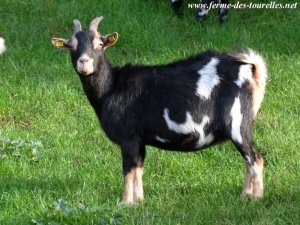 HAVANA - chèvre naine des Tourelles