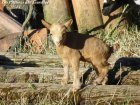 GALIMERO des Tourelles - chevreau miniature