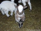 GRANOLA des Tourelles - chevreau miniature