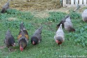 Poules et coq de la Ferme des Tourelles