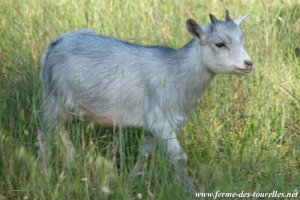 MASSEA des Tourelles - chèvre miniature