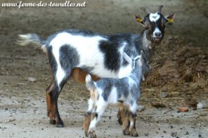 MESOTI des Tourelles - chèvre miniature aux yeux bleus