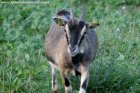 HERMINE - chèvre miniature des Tourelles