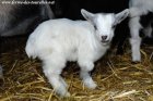 NUTS des Tourelles - chevreau miniature, aux yeux bleus ?