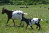 CIGALINE - chèvre miniature des Tourelles