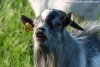 IPPOLITE - bouc extra-nain des Tourelles