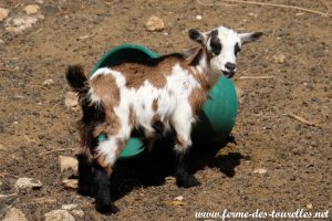 OSAKA des Tourelles - chèvre miniature