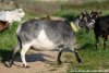 DIVINE - chèvre miniature des Tourelles