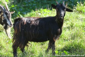 MANZANA - chèvre miniature à poils longs des Tourelles