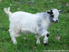 JOHANNA - chèvre miniature des Tourelles