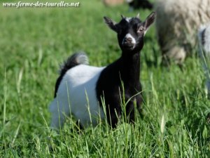 JAYDA des Tourelles - chèvre extra-naine