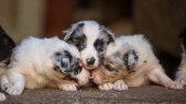 Chiots type Border Collie bleu merle des Tourelles