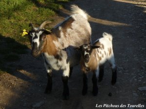 ELINA et Ilario - chèvre mini-naine